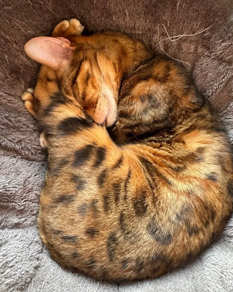A cat sleeping