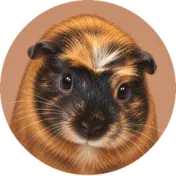 Guinea pig