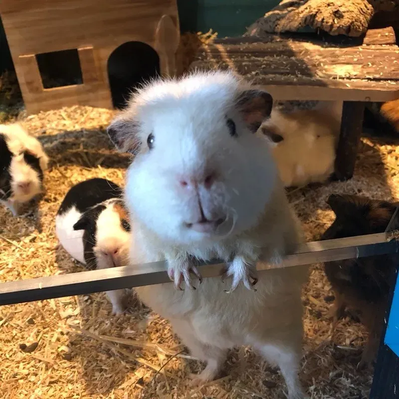 The guinea pig Bär