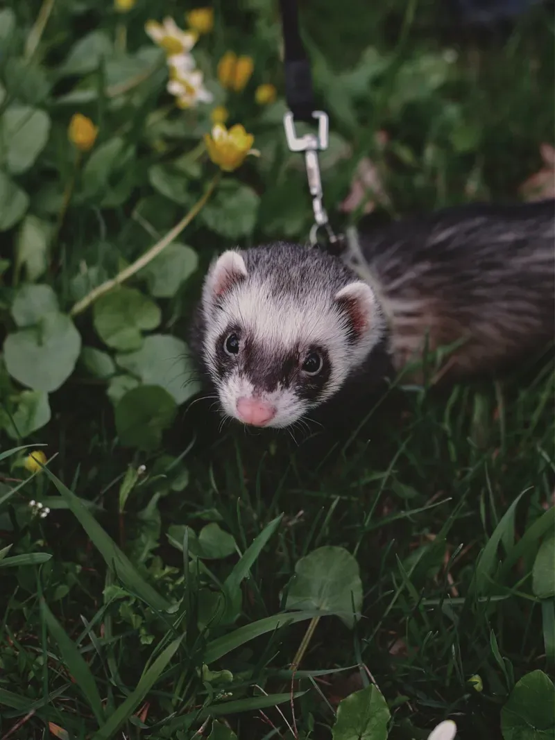 A ferret on a leash in the grass