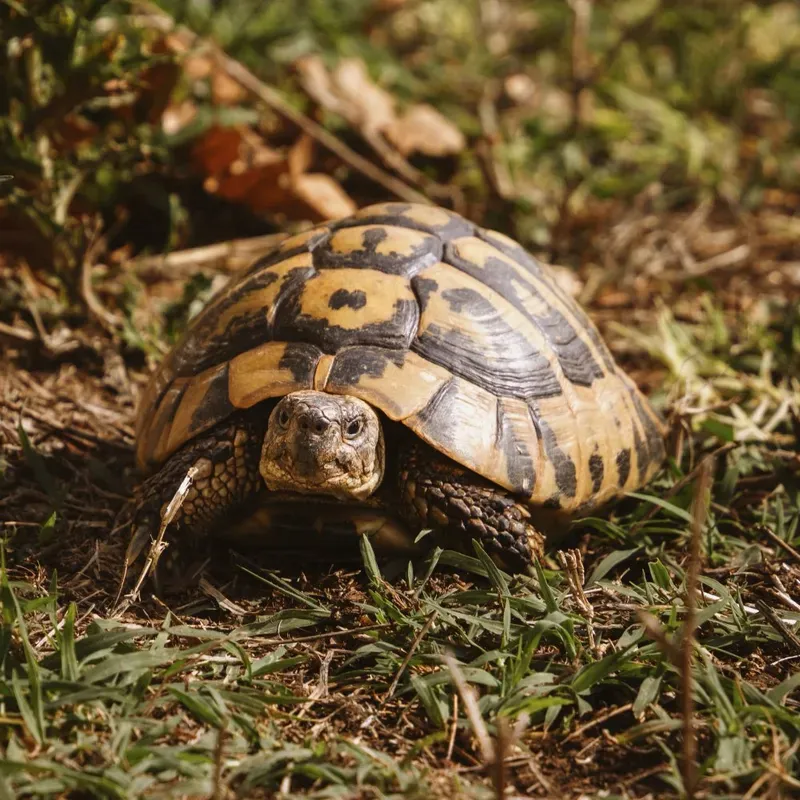 A tortoise in the grass