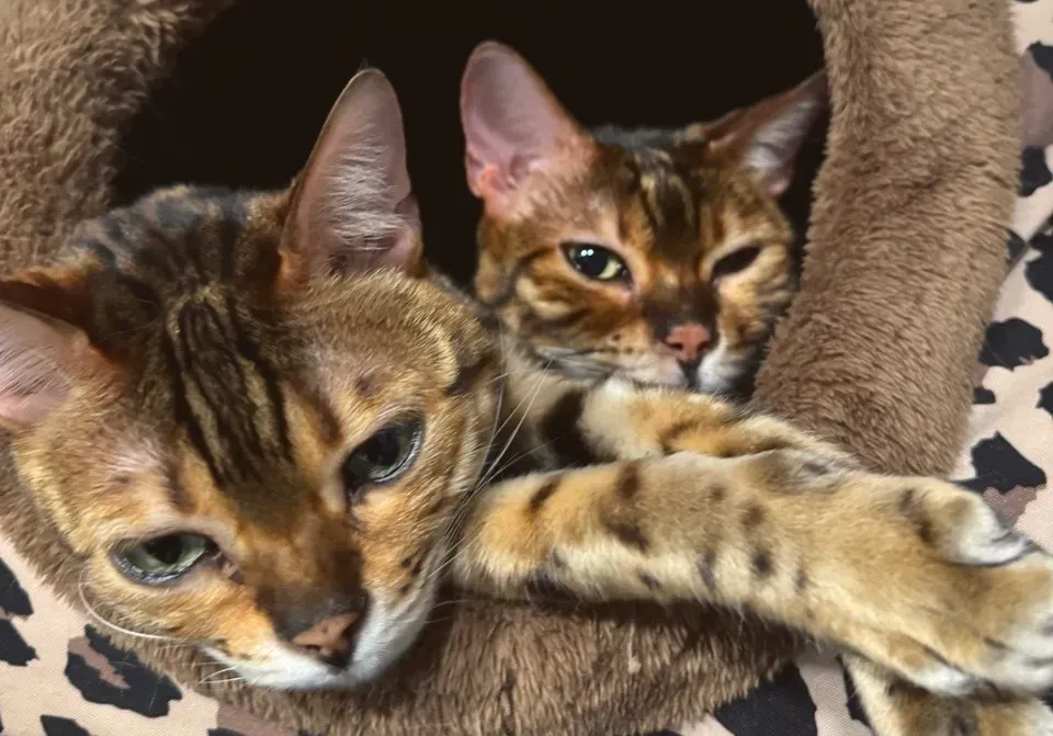 Two cats lying together in a cat bed