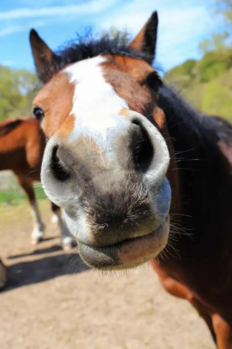 A horse in a sunny spring pasture
