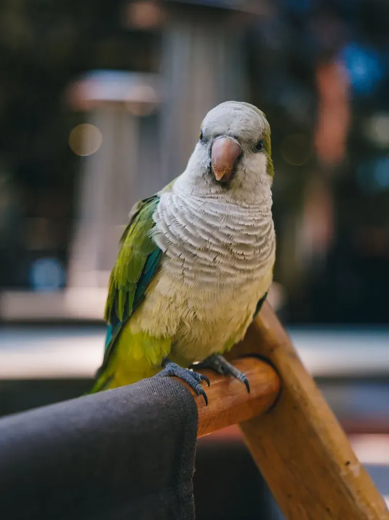 A parrot perched on the back of a chair
