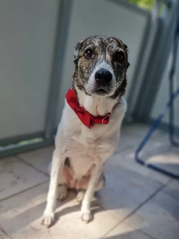 A dog with a red bow sits on a balcony