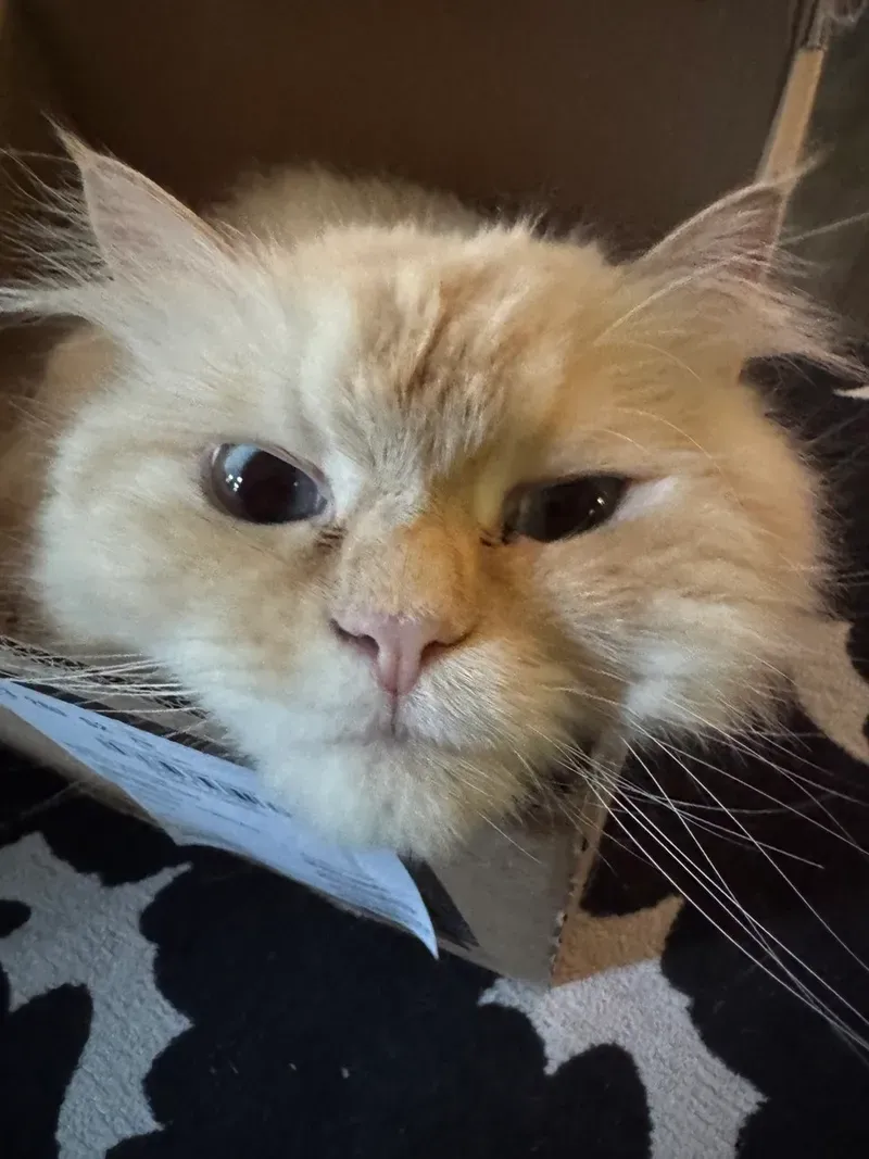 The tomcat Lumi