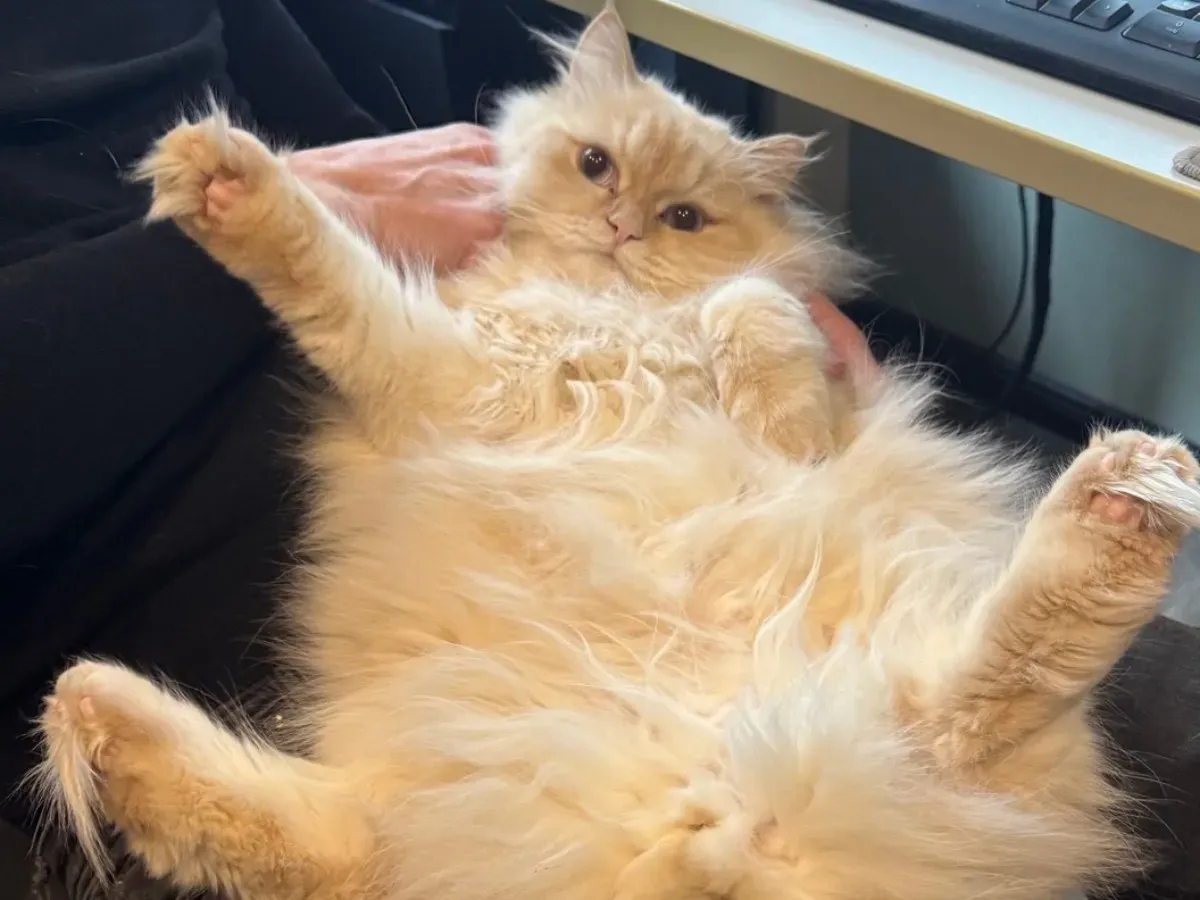 A cat lying in a person’s lap