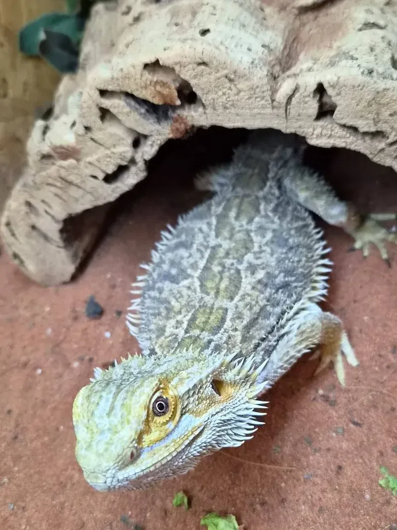 A bearded dragon coming out of a cork cave